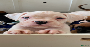 Boxer dogs - Advert 4