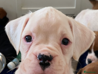 Boxer dogs - Advert 4