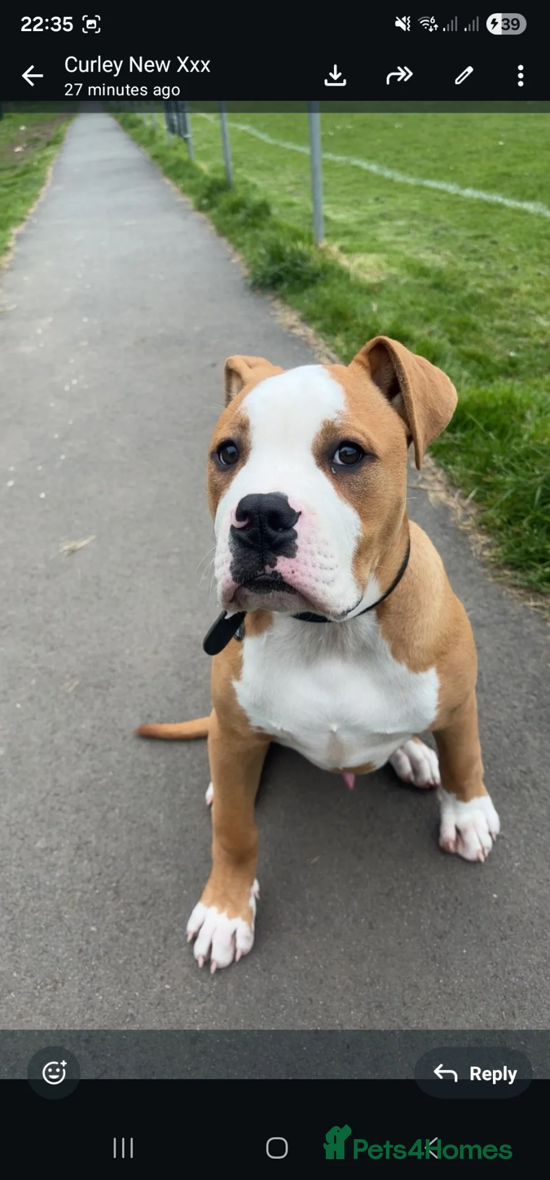 American Bulldog dogs for sale: American Bulldog boy puppy in Swansea - Advert 12
