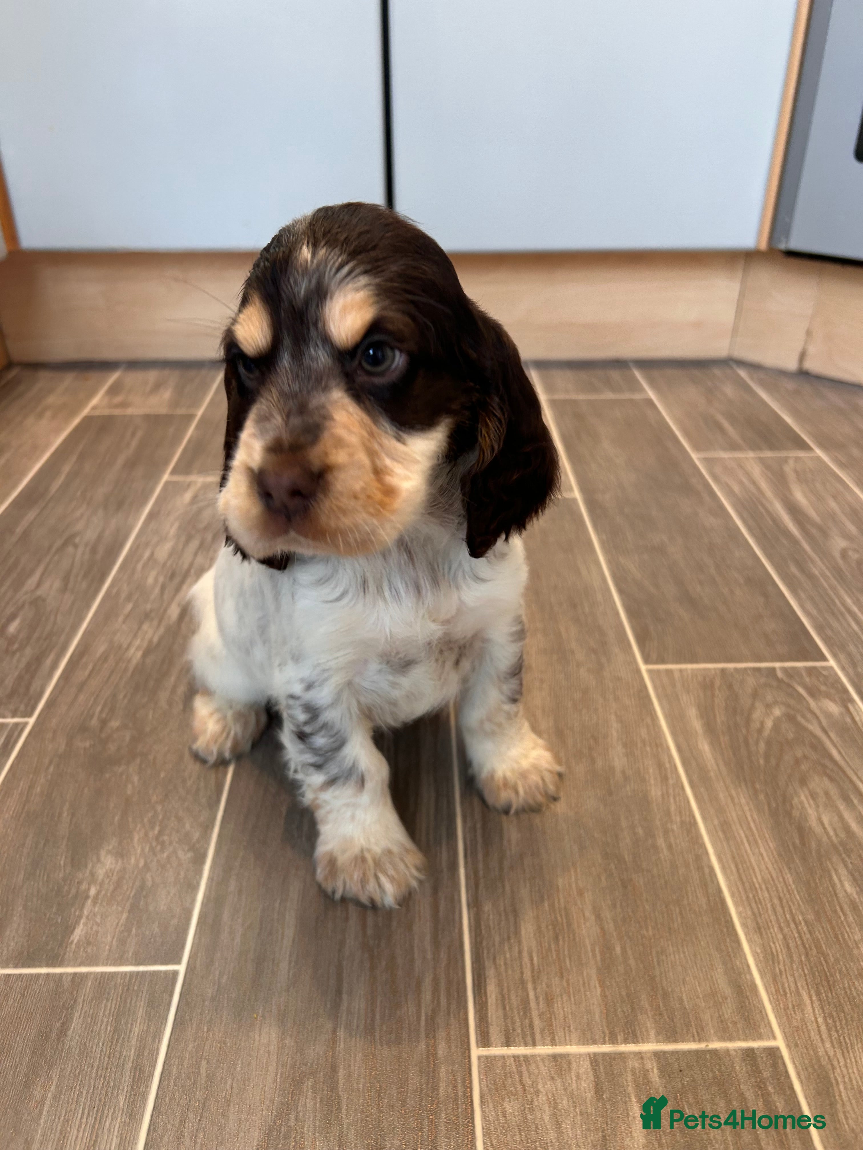 Cocker Spaniel dogs Cocker spaniel puppys for sale! - Advert 1