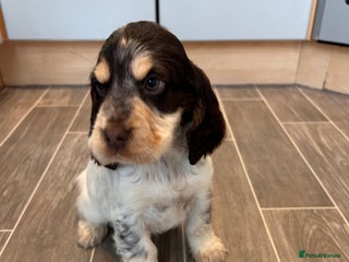 Cocker Spaniel dogs Cocker spaniel puppys for sale! - Advert 17