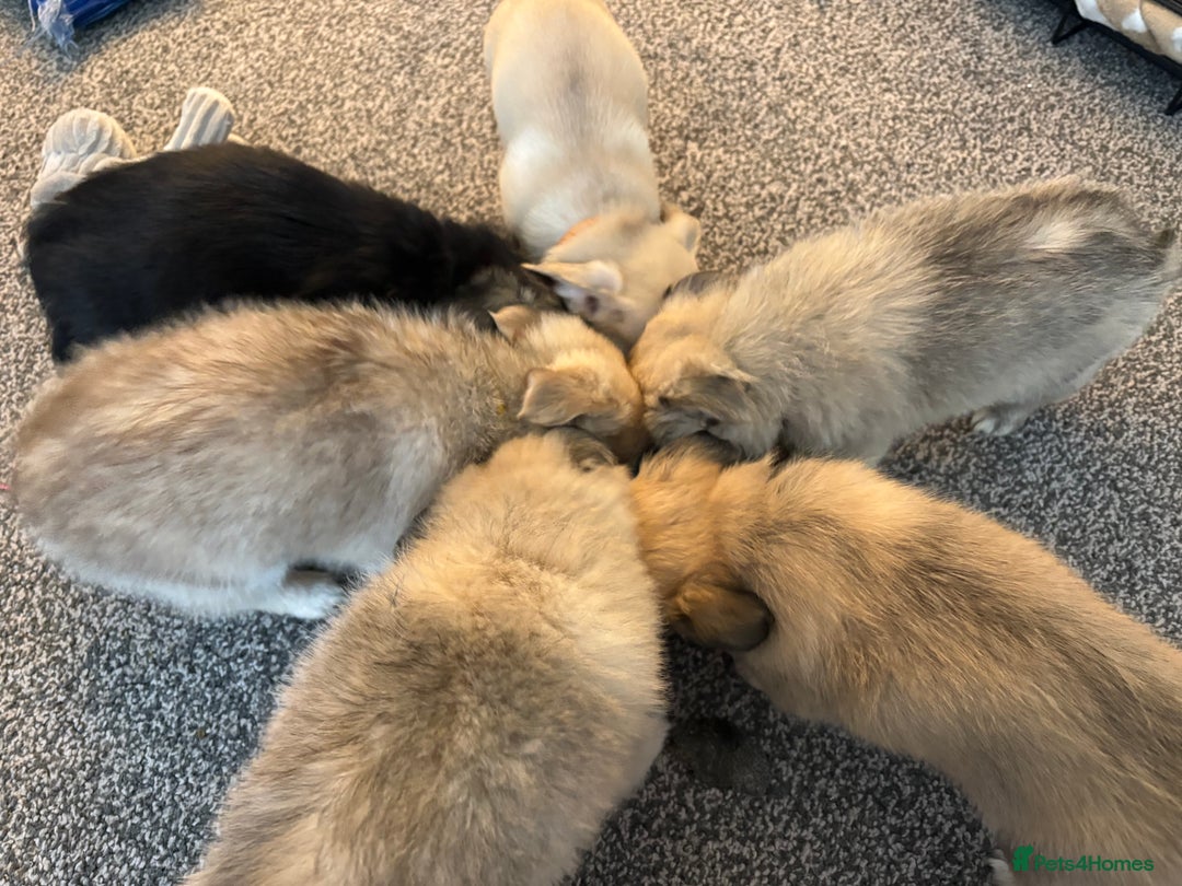 Chihuahua dogs for sale: Only 2 left! Chihuahua x Dachshund Puppies - Advert 21