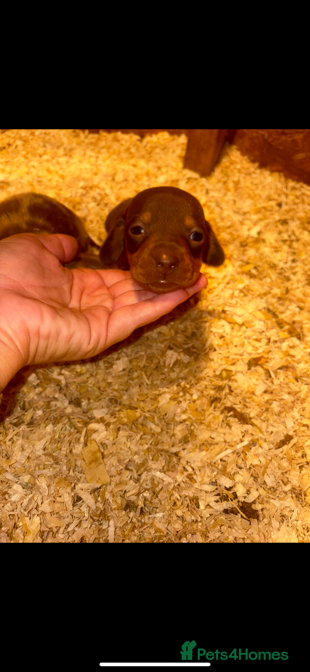 Miniature Dachshund dogs for sale: 🩵😍miniature daschund boy puppy🩵😍 - Image 4