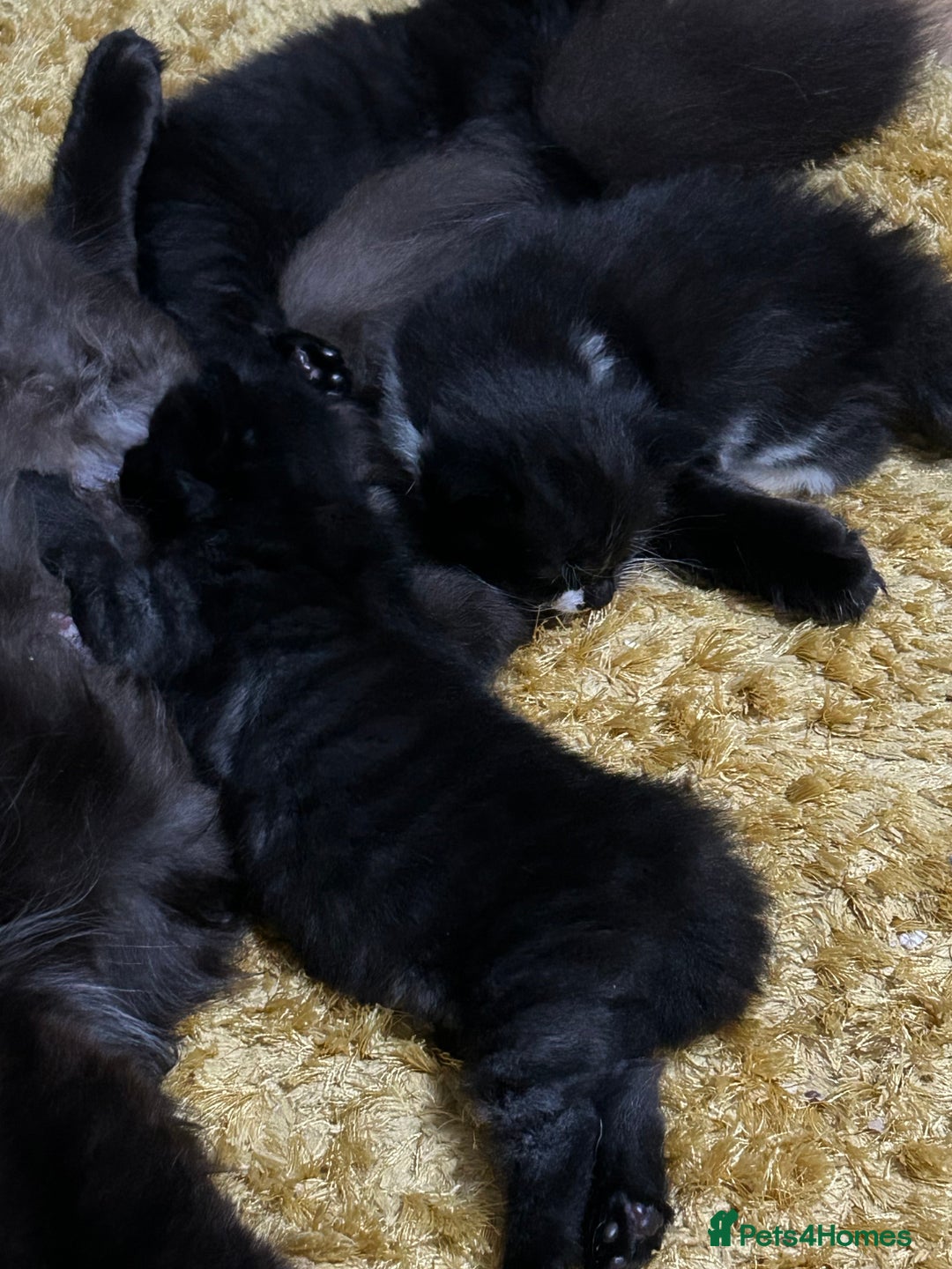 Mixed Breed cats for sale: Kittens for sale - Image 5
