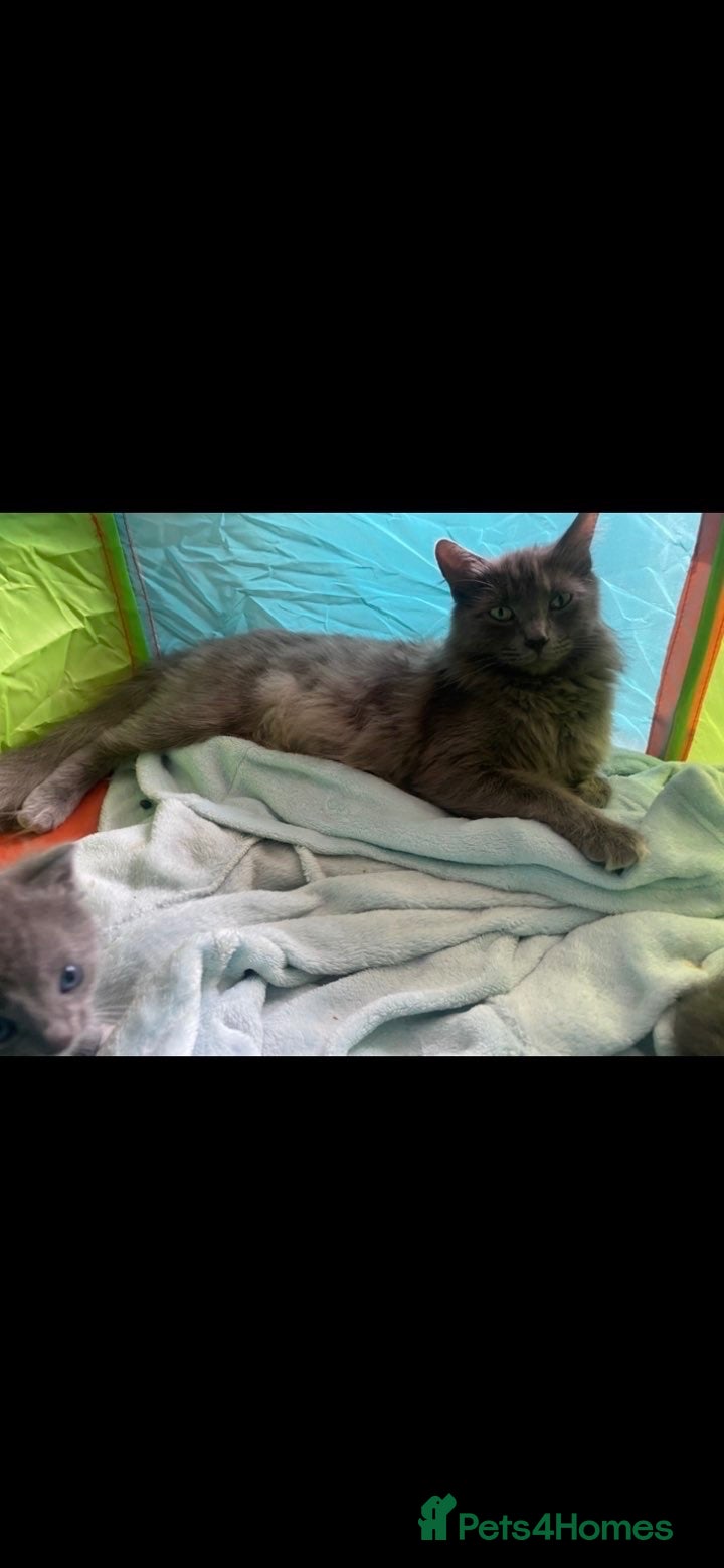 Mixed Breed cats Last 2 kitten looking for their home - Advert 3
