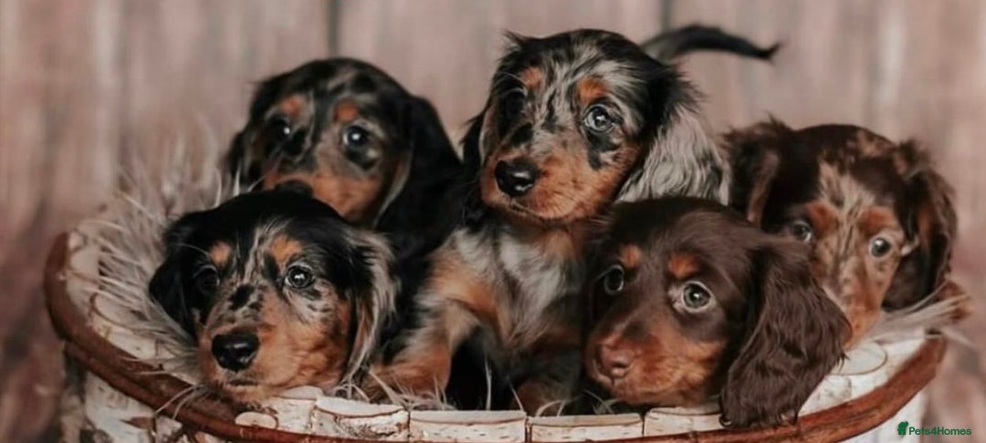 Miniature Dachshund dogs for sale: 🐾Mini long haired dachshunds🐾 - Advert 2