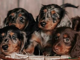Miniature Dachshund dogs 🐾Mini long haired dachshunds🐾 - Advert 14