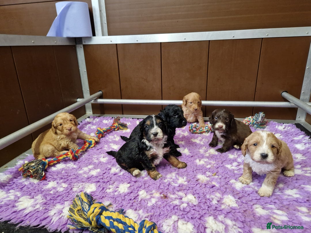 Cockapoo dogs for sale: F1 RARE COLOUR HEALTH TESTED COCKAPOOS FOR SALE - Image 7