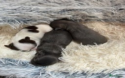 Chihuahua dogs for sale: Chihuahua teacup - Image 11