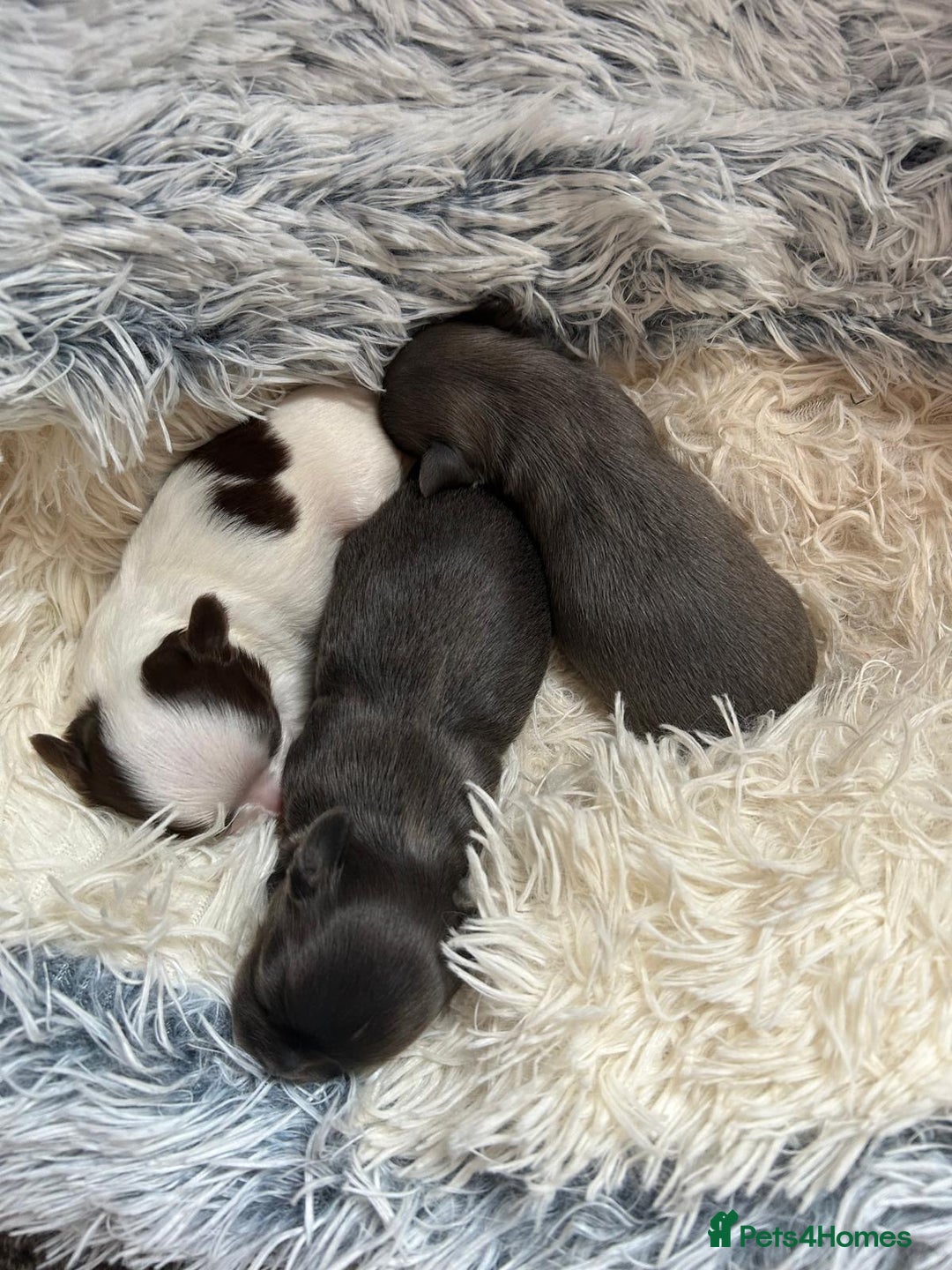 Chihuahua dogs for sale: Chihuahua teacup - Image 11