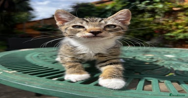 Turkish Angora cats - Advert 13