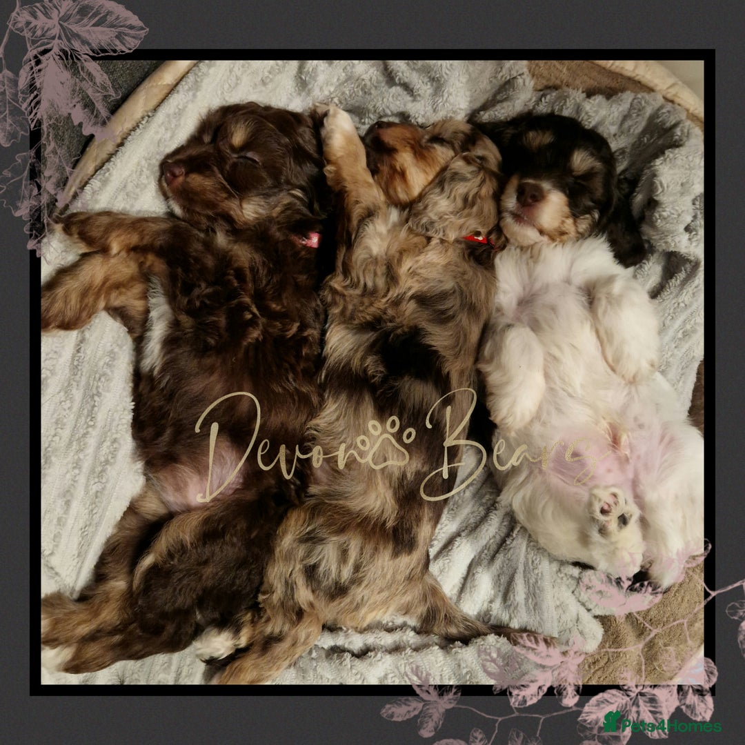 Cockapoo dogs for sale: 5*Licenced. DNA tested English cockerpoos. - Image 24