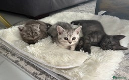 Scottish Fold cats for sale: Scottish fold kittens ready to find new homes - Image 1