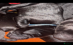 Labrador Retriever dogs for sale: KC Labrador pups - Image 8