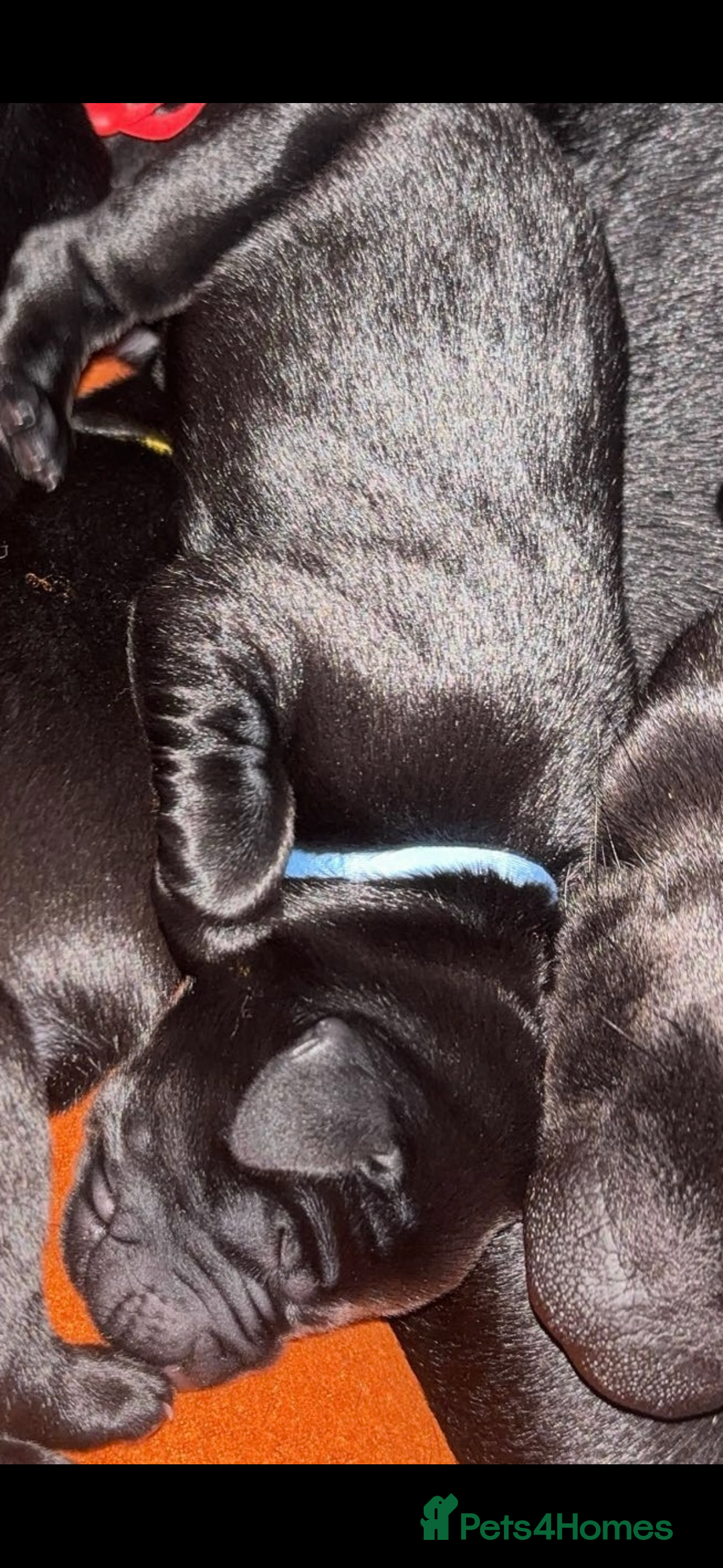 Labrador Retriever dogs for sale: KC Labrador pups - Image 8