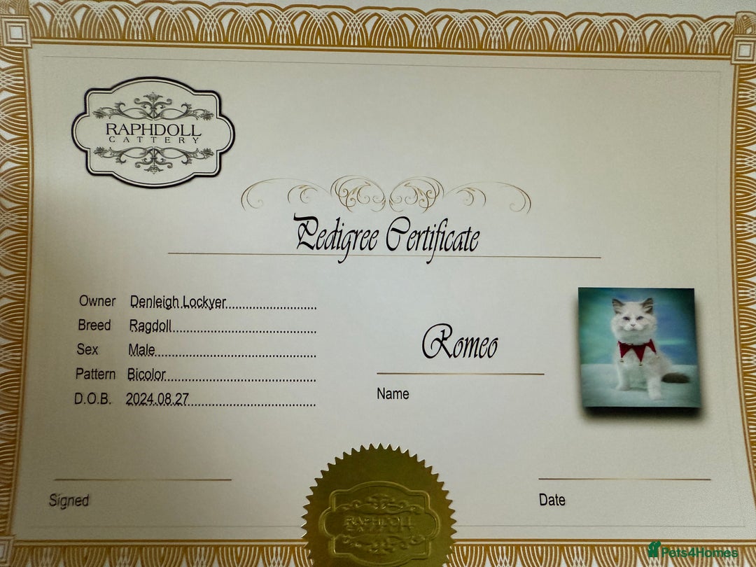 Ragdoll cats for sale: Male Ragdoll pedigree  - Image 2