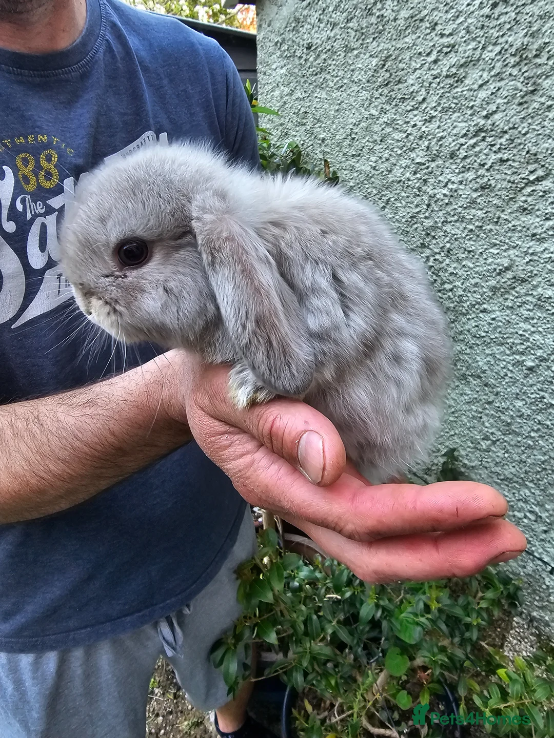 Mini Lop rabbits for sale: 2 female mini lop - Advert 1