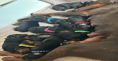Dobermann dogs - Advert 3