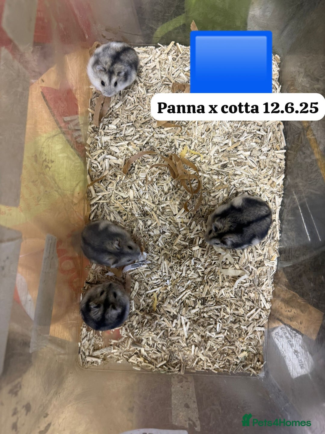 Hamster rodents for sale: Beautiful baby hamsters. Syrian and Russian Dwarf - Image 23