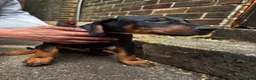 Dobermann dogs for sale: Gorgeous Doberman litter - Advert 9