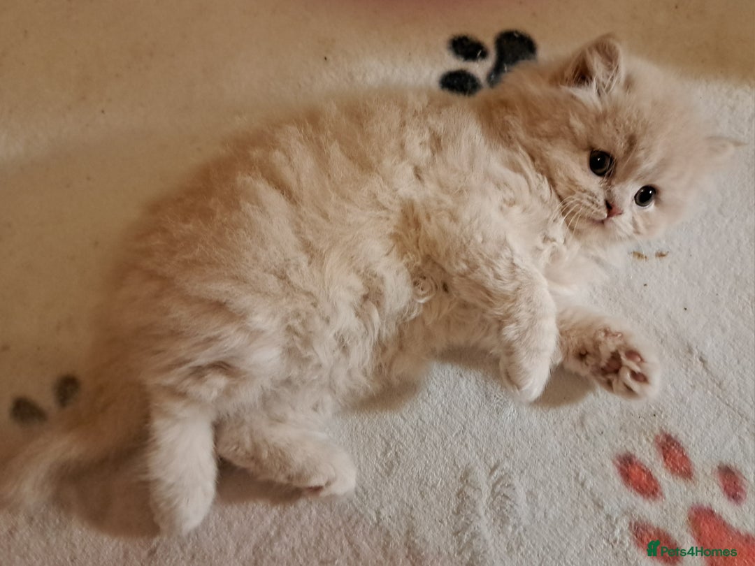 British Longhair cats for sale: Chunky BLH kitten.PET ONLY - Image 2