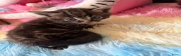 Scottish Fold cats for sale:  Scottish Fold Kittens 2 Males& 1 Female Available - Advert 4