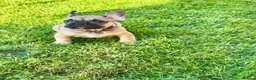 French Bulldog dogs for sale: 🔥Last 2boys French Bulldog ready to leave now🔥 - Advert 6