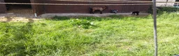 Goats livestock for sale: Pygmy goat kids (debudded) for sale  - Advert 2