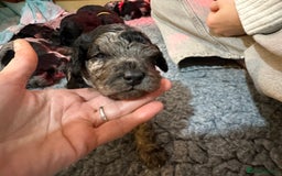 Cavapoo dogs for sale: Gorgeous Rare-Colouring Cavapoo Puppies - Image 5
