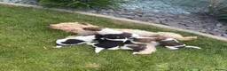 Fox Terrier dogs for sale: Fox terrier puppies kc registered  in Darlington - Advert 10