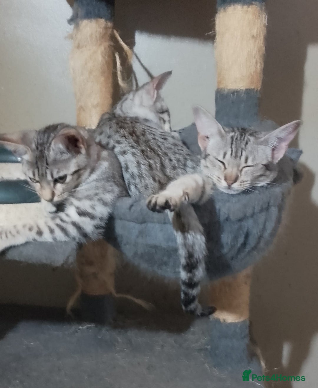 Ocicat cats for sale: 3 Pretty, Pedigree, Black Silver Ocicat Girls - Image 8