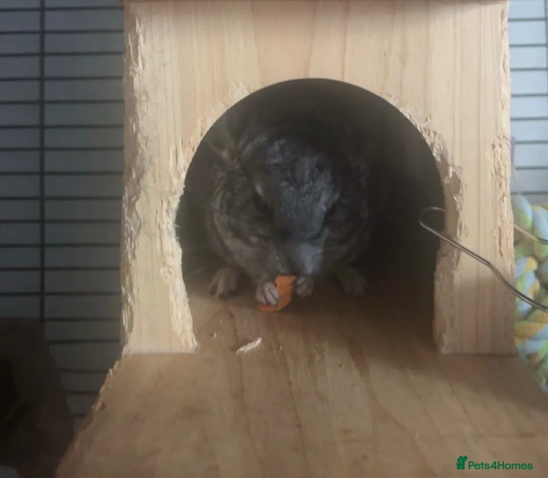 Chinchilla rodents for sale: baby female chinchilla  in Ross-on-Wye - Advert 2