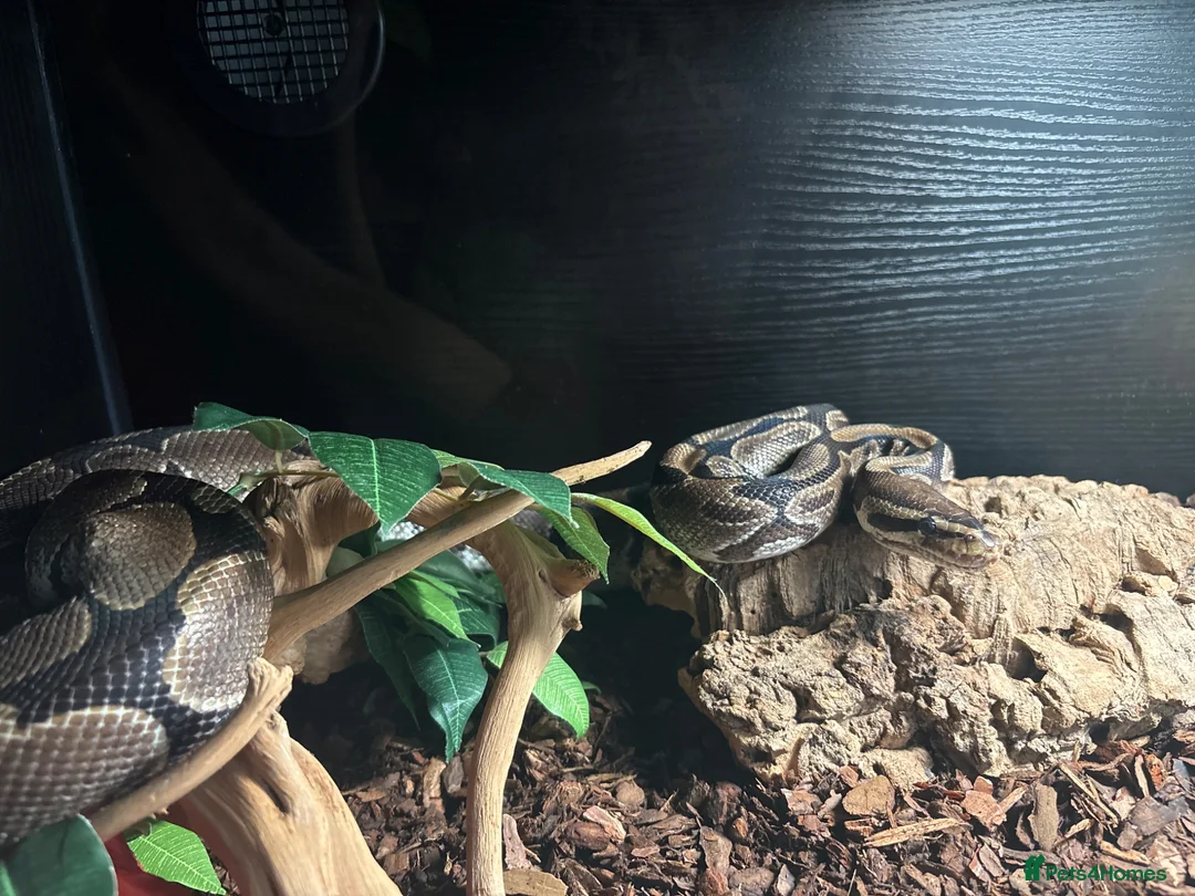 Python Snake reptiles for sale: Adult Female Ball Python+Complete 4ft Setup Ready  in Arundel - Advert 1
