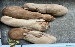 Dachshund dogs for stud: 🤍PROVEN MINIATURE KC CREAM LONG HAIRED DACHSHUND  in Llansantffraid - Image 8