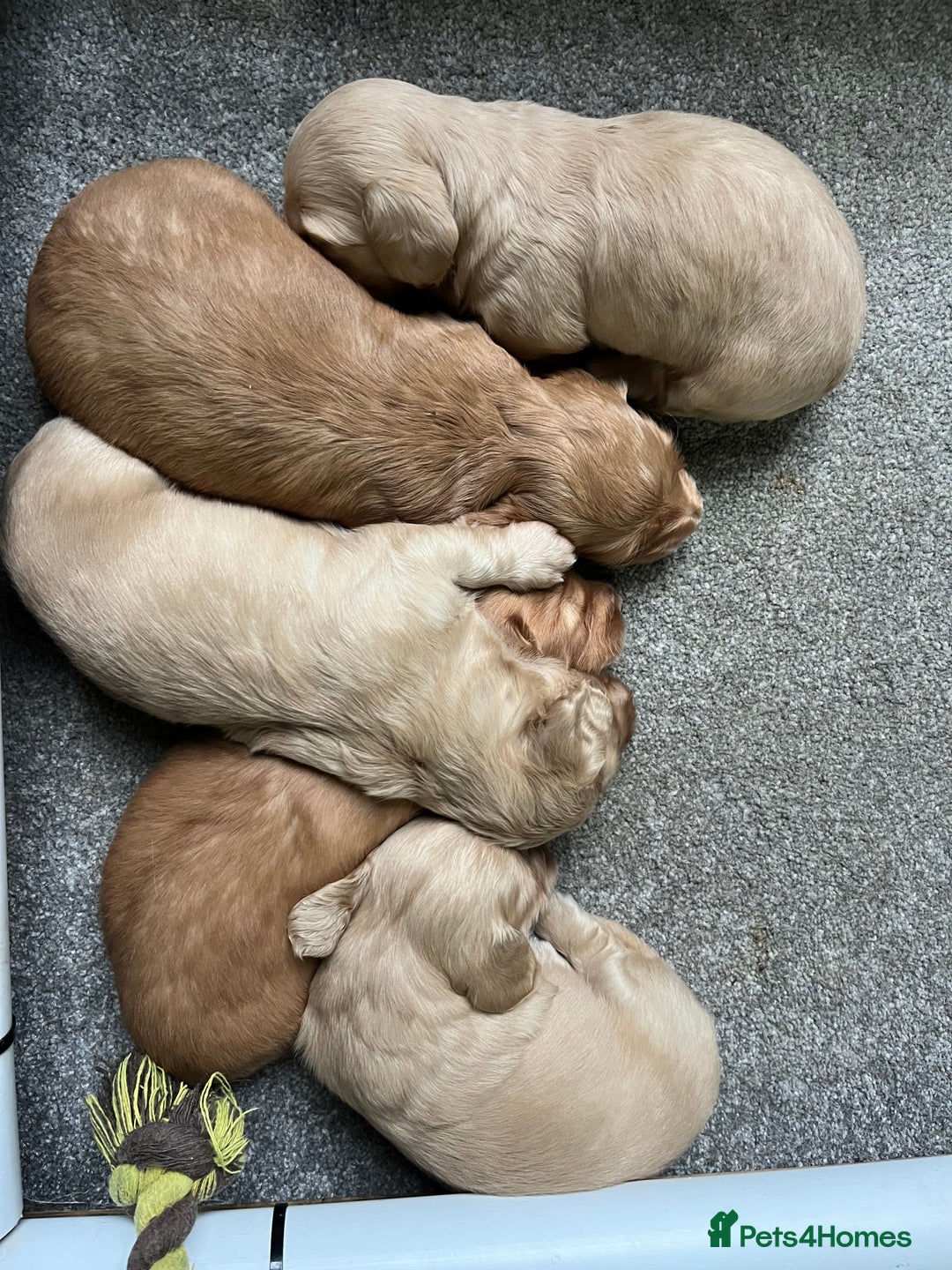 Dachshund dogs for stud: 🤍PROVEN MINIATURE KC CREAM LONG HAIRED DACHSHUND  in Llansantffraid - Image 8