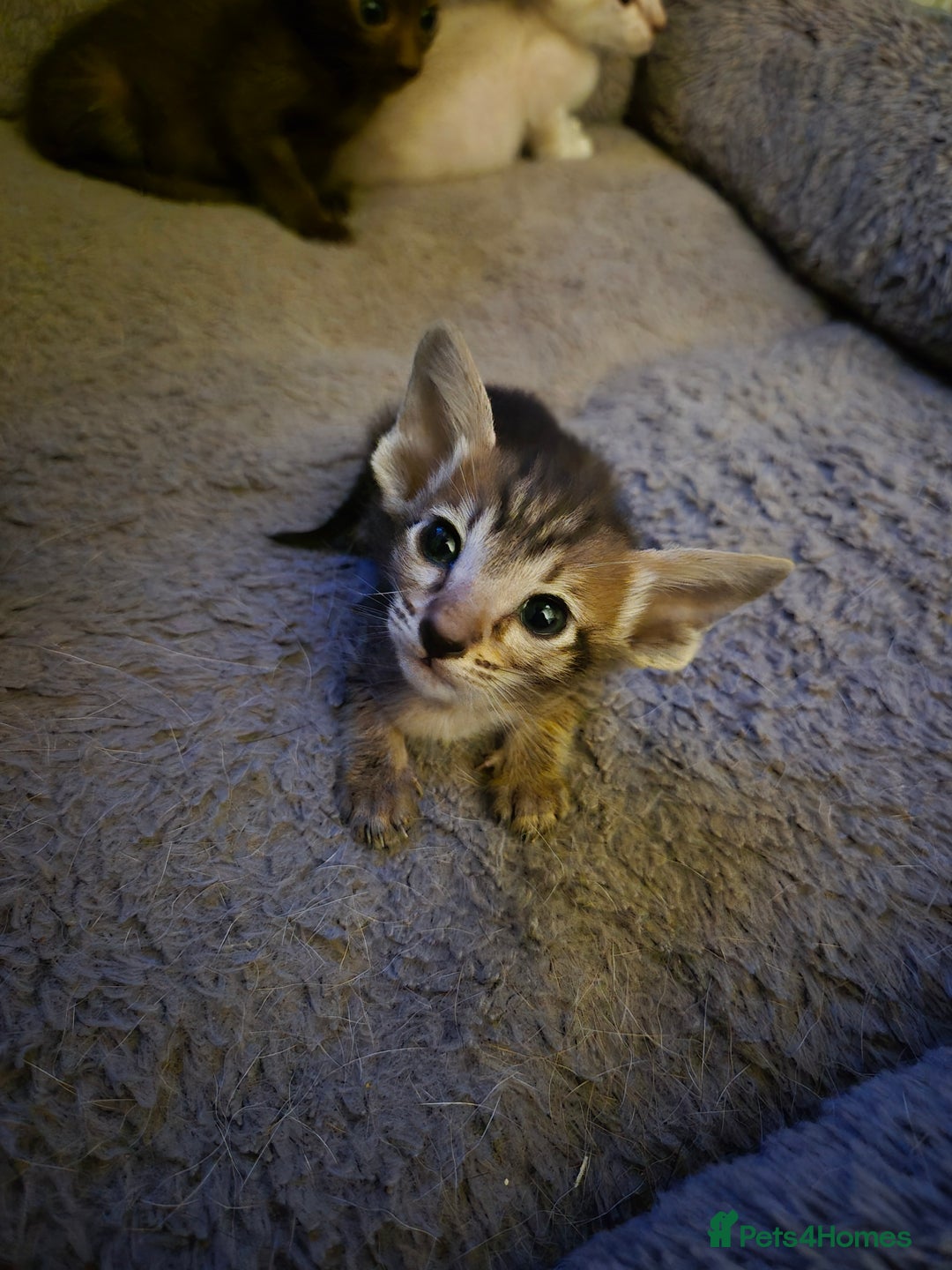 Oriental cats for sale: 2 Oriental boys left ( sold ) - Image 25