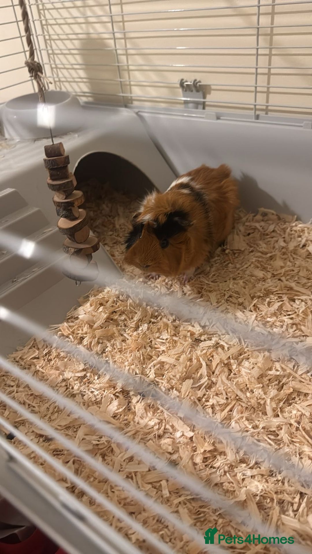 Guinea Pig rodents for sale: Rehome  - Advert 4