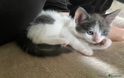 Mixed Breed cats for sale: READY NOW  - Image 9