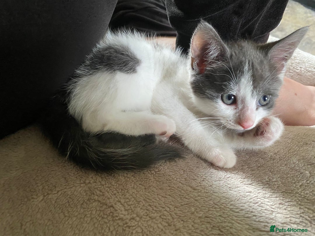 Mixed Breed cats for sale: READY NOW  - Image 9