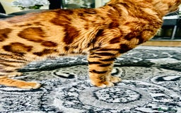Bengal cats for sale: OUTSTANDING 🤩 Purebred Brown Rosetted Bengal - Image 7