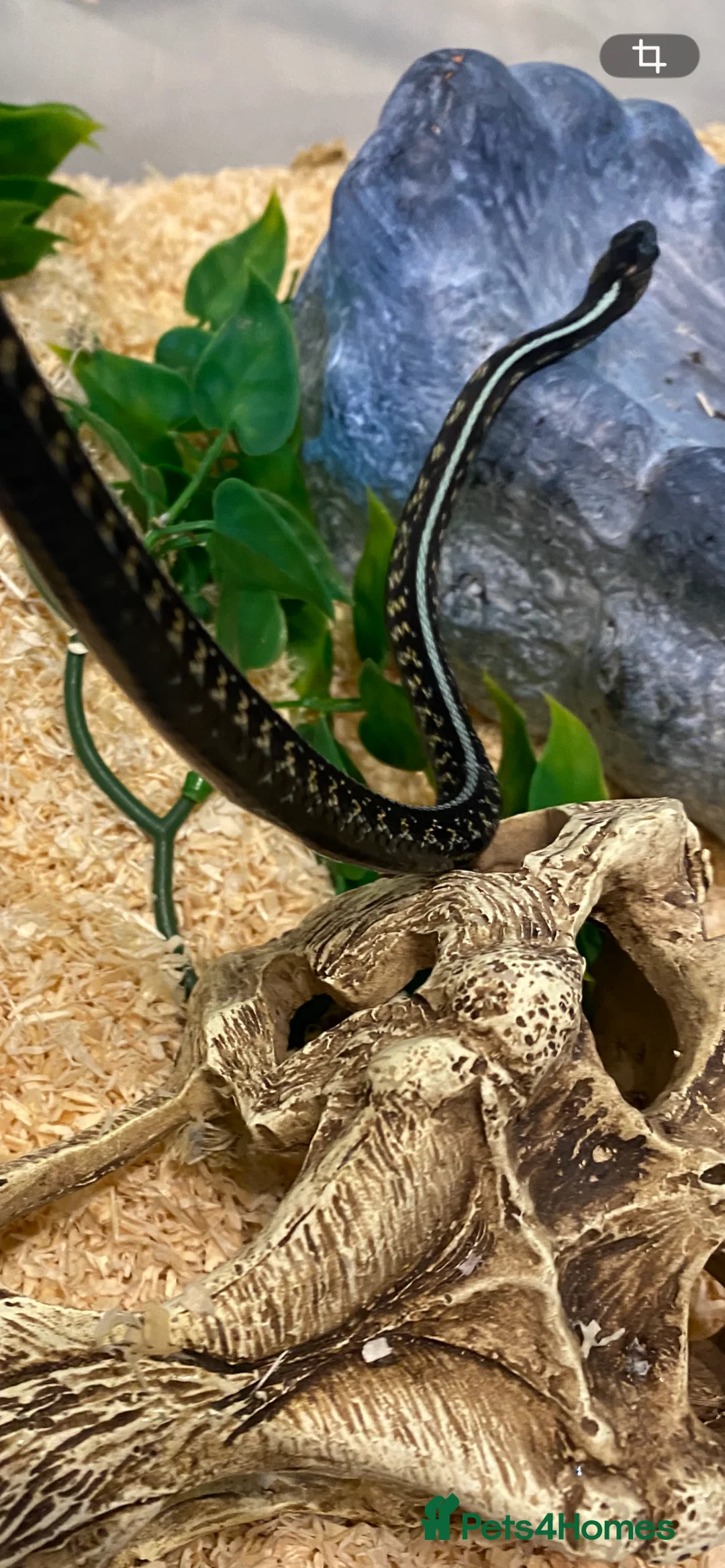 Garter Snake reptiles for sale: Albino and Het Albino checkered garter snakes. - Advert 10