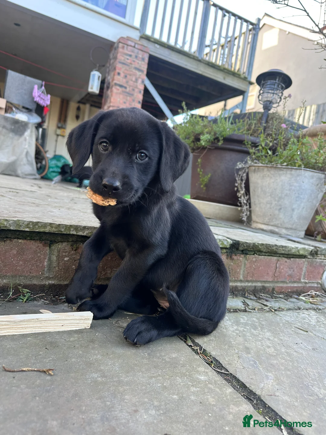 Labrador Retriever dogs for sale: Last 2 stunning kc reg black labradors - Advert 8