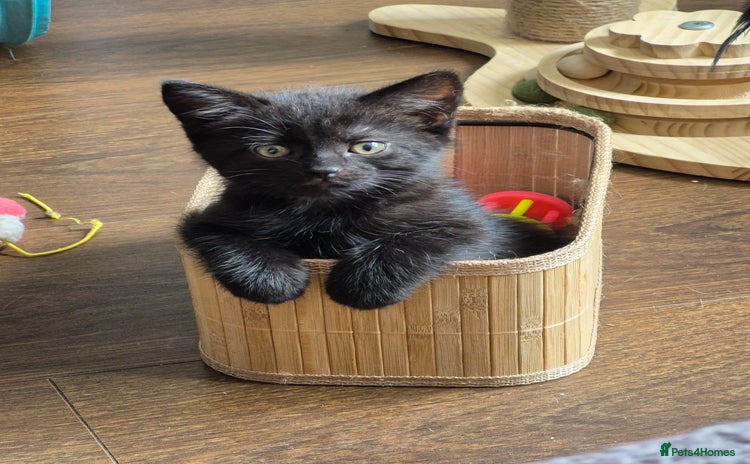 Persian cats - Advert 12