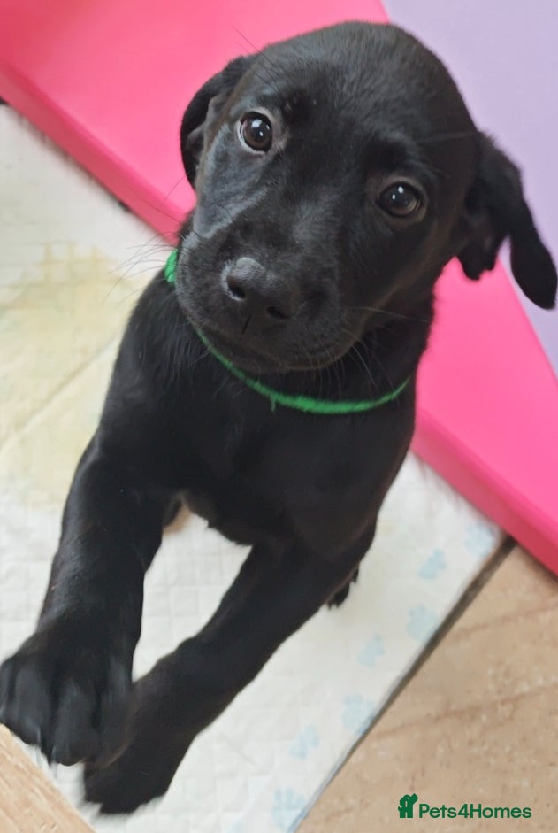 Labrador Retriever dogs for sale: Exceptional Home Raised Labrador Puppies - Advert 17
