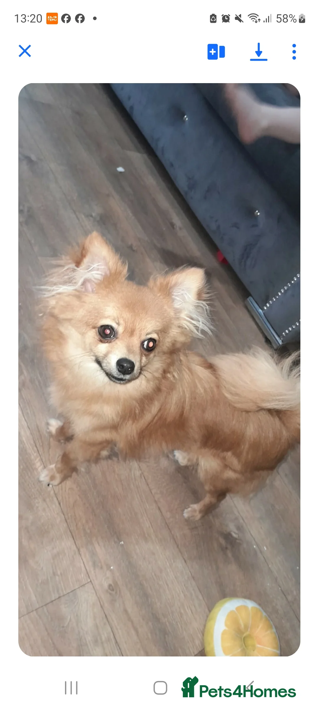 Pomchi dogs for sale: Pomchi - Advert 1