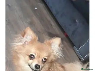 Pomchi dogs Pomchi - Advert 2