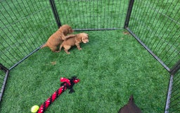 Cocker Spaniel dogs for sale: Ready now🐶X1 boy left🐶working cocker spaniel - Image 20