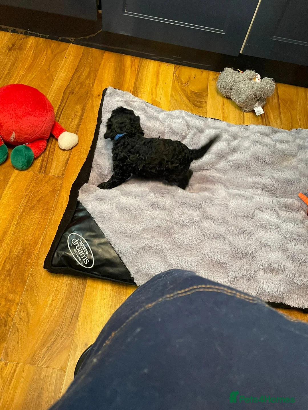 Cockapoo dogs for sale: Rare Black Tightly Curled Cockapoo Puppies - Advert 18