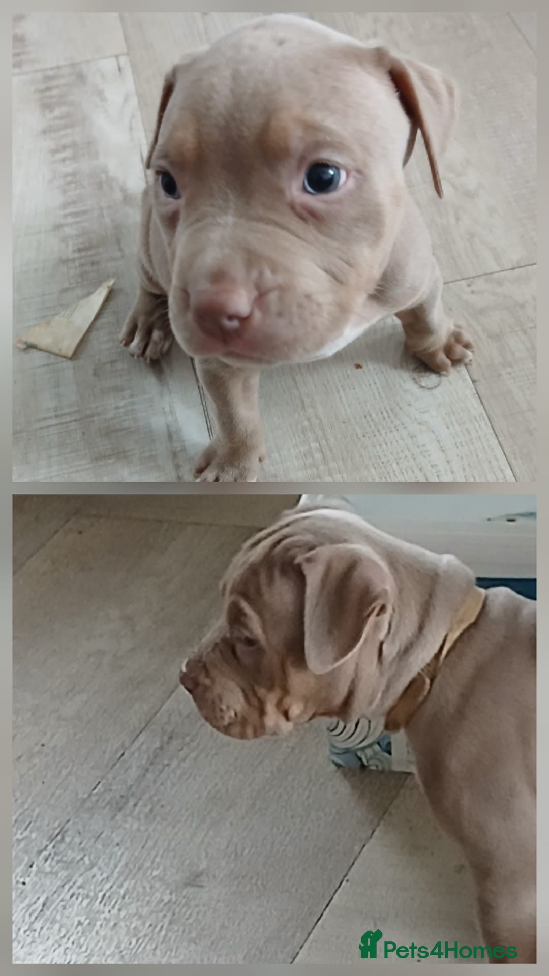 American Bully dogs American Bully Pups ❤️ - Advert 4
