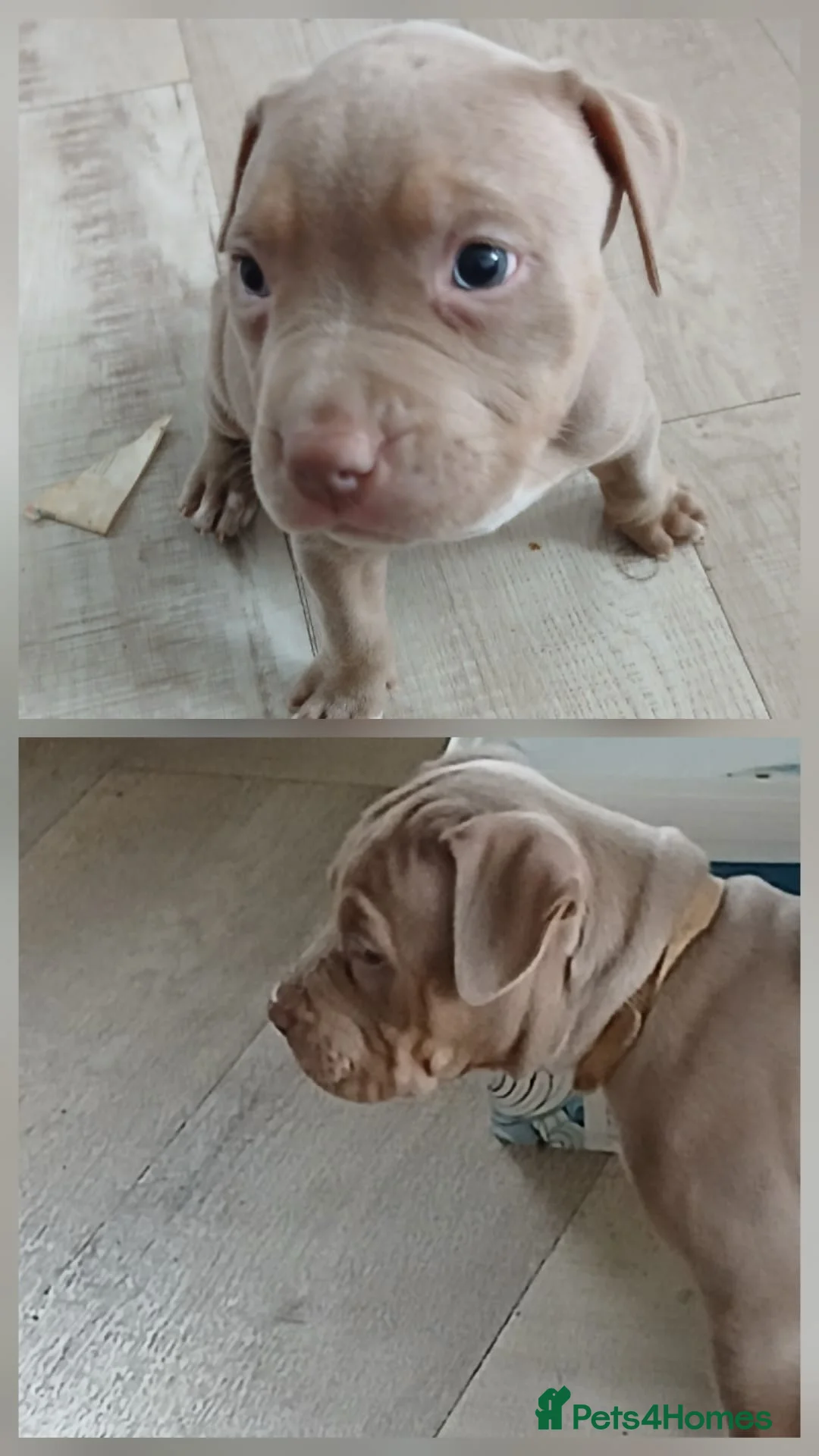 American Bully dogs for sale: American Bully Pups ❤️ in London - Advert 1